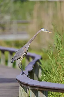 A heron balancing on a wooden railing in a green natural environment