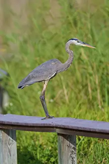 A heron balancing on a wooden railing surrounded by tall green vegetation