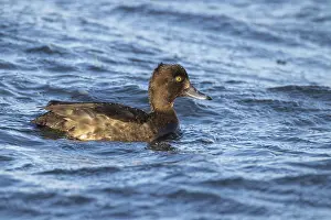 Heron duck, Aythya fuligula, female