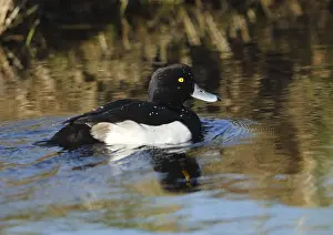 Heron duck, Aythya fuligula, in a pond
