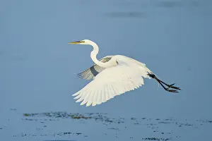 A heron flies elegantly with outstretched wings over the water
