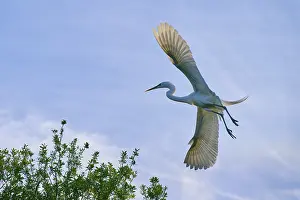 A heron flies just above a tree in the blue sky