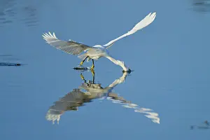 A heron gently touches the water with its beak in flight
