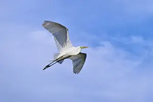 A heron gliding elegantly through the blue sky