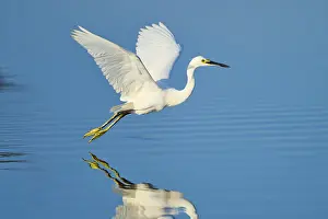 A heron hovering just above the water with outstretched wings