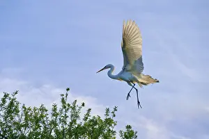 A heron hovers lightly over a tree in the background of the sky