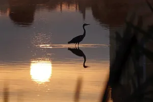Heron on a lake at sunrise, reflection