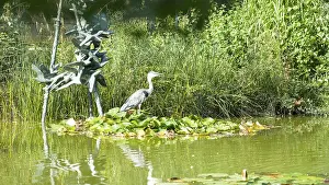 Heron standing in pond next to bird sculpture and lush vegetation