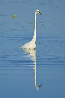 A heron stands in the calm blue water