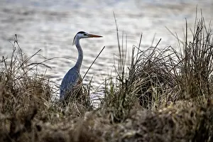 A heron stands in the reeds on the bank of a body of water
