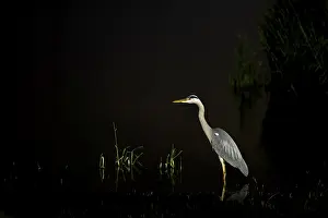 A heron stands in water at dark night