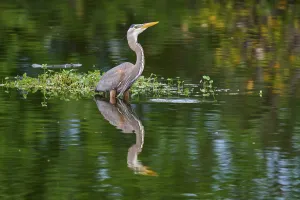 A heron is in the water with green plant surroundings