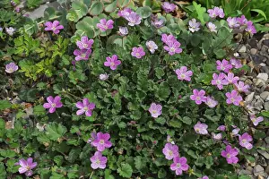 Heron's beak (Erodium), North Rhine-Westphalia