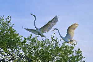 Two herons flying near tree branches in the sky