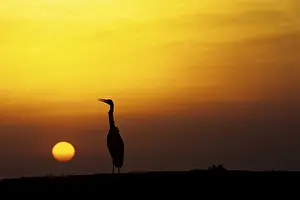 Herons in the sunset, Ellaidhoo