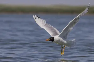 Category Historic EN Prints: Herring gull (Ichthyaetus ichthyaetus)
