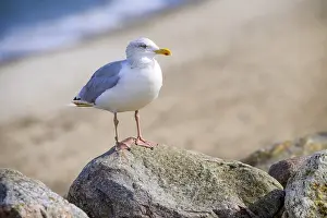 Herring Gull, Larus argentatus