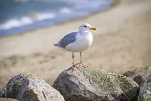 Herring Gull, Larus argentatus
