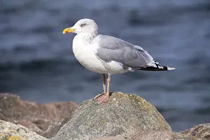 Herring Gull, Larus argentatus