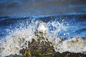 Herring gull, Larus argentatus