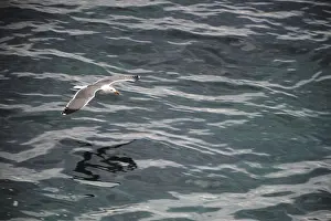 Herring Gull (Larus argentatus)