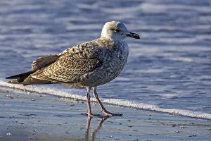 Herring Gull (Larus argentatus)