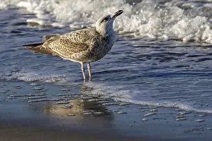 Herring Gull (Larus argentatus)