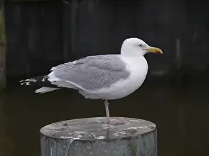 Herring gull, larus, argentatus