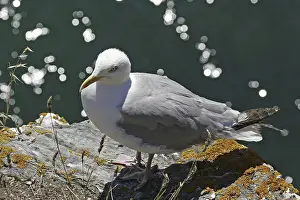Herring gull, Larus argentatus