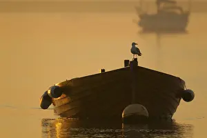 Herring gull (Larus argentatus) adult seagull bird perched on a rowing boat in a harbour