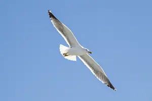 Herring Gull (Larus argentatus) in flight