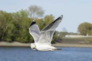 Herring Gull (Larus argentatus) in flight over the Elbe in the harbour of Hamburg