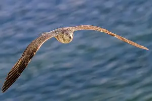 Herring Gull (Larus argentatus) In Flight Morocco