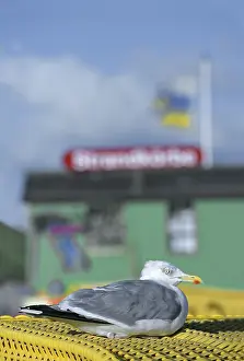 Herring gull (Larus argentatus) sitting on a beach chair