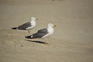 Herring gull (Larus fuscus)