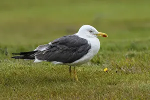 Herring gull, Larus fuscus