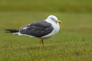 Herring gull, Larus fuscus