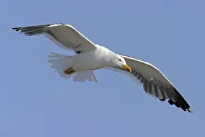 Herring gull, (Larus fuscus), migratory bird