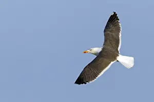 Herring Gull, Lesser Black-backed Gull