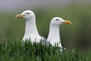 Herring gull - pair of herring gulls (Larus argentatus)<br> Herring gull - pair of herring gulls (Larus argentatus)