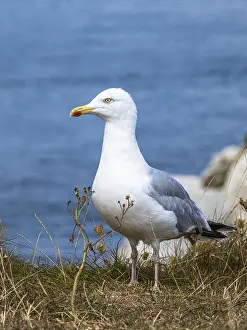 Herring Gull, Sea Gull, Gulls on Dorset cliff