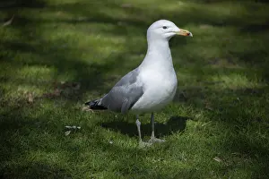 A herring gull with a white belly and grey wings stands in a meadow