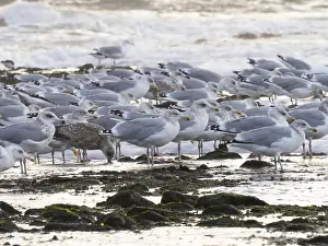 Herring Gulls, (Larus argentatus)