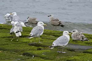 Herring Gulls (Larus michaellis) resting on a stone jetty on the coast