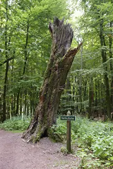 Hertha-Buche, an old beech tree