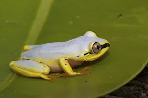 (Heterixalus madagascariensis)
