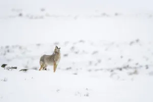 Heulend... Kojote *Canis latrans*