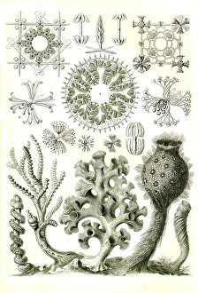 Hexactinellae, glass sponges, a class from the phylum Sponges