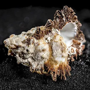 Hexaplex princeps sea snail shell on a black sand background close-up