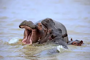HHippopotamuses (Hippopatamus amphibius)